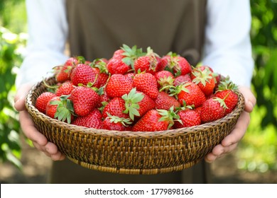 Woman holding wicker basket with ripe strawberries outdoors, closeup - Powered by Shutterstock