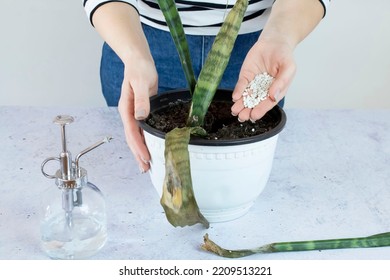 Woman Holding Withered, Dying Sansevieria Plant With Fertilizer In Hand. Overflow Of Sansevieria. Rotting Of The Roots Of A House Plant. Bright Background, Selective Focus