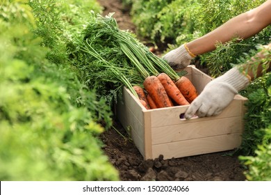 Woman holding wooden crate of fresh ripe carrots on field, closeup. Organic farming - Powered by Shutterstock