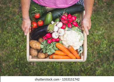 Woman Is Holding Wooden Crate Full Of Vegetables From Organic Garden. Harvesting Homegrown Produce. Top View