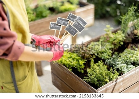 Woman holding wooden plates with inscriptions of plant names with growing herbs on background, close-up. Growing spicy herbs and design of name plates concept