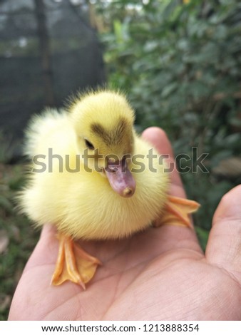 A woman is holding a yellow little duckling in the palm of a hand on a green background. 

