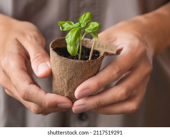 Woman holds basil seedlings in peat pots. Spring sale in mall and flower shops. Season of growing seedlings and planting plants in ground. Botanical hobby. - Shutterstock ID 2117519291