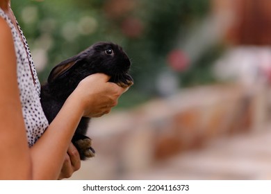 A Woman Holds A Cute Rabbit In Her Arms. Little Frightened Bunny. Breeding Rabbits Farming. Fluffy Eared Pet Best Friend. Veterinary Medicine Of Mammals. Black Hare. Animal Care