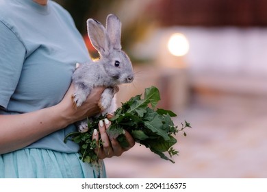 A Woman Holds A Cute Rabbit In Her Arms. Little Frightened Bunny. Breeding Rabbits Farming. Fluffy Eared Pet Best Friend. Veterinary Medicine Of Mammals. Gray Hare. Animal Care