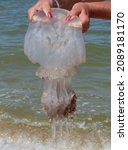 Woman holds a jellyfish in her hands. Azov Sea, Russia