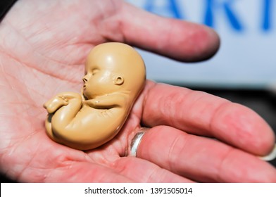 A Woman Holds A Lifesize Model Of A Foetus