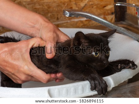 a woman holds a small black frightened kitten in her hands and is about to bathe it, while the kitten tries to run away
