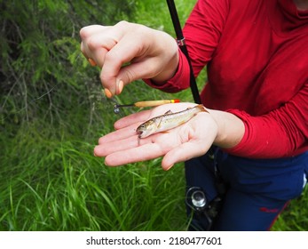 A Woman Holds A Trout Fry And A Fishing Rod In Her Hands. The Fish Took The Bait Of The Worm. Trout Is The Common Name For Several Freshwater Fish Species And Forms, The Salmon Family Salmonidae. 