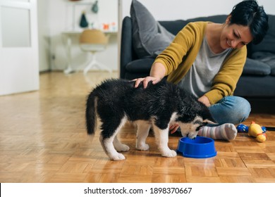 woman at home with her puppy husky, feeding her dog on feeder - Powered by Shutterstock