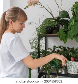Woman At Home Looking After Potted Plants On Balcony. Gardening Hobby. Green Thumb Gardening. Ecology And Green Print Concept
