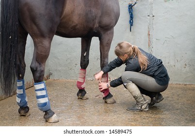 36,519 Horse care Stock Photos, Images & Photography | Shutterstock