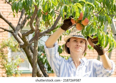 Woman Horticulturist Picking Peaches From Tree In Garden