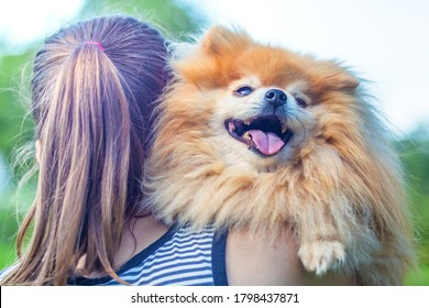 Woman Hugging, Caressing Happy Cute Ginger Senior Dog, Back View. Girl Holding On Hands Adorable Fluffy Smiling Pomeranian Spitz, Close Up. Adoption Pet. Female Takes Doggy From Shelter