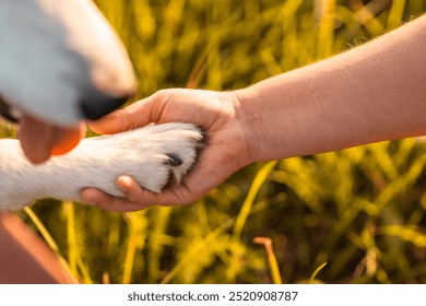 Woman and husky dog's paw closeup in a summer morning. Human and animal friendship concept. - Powered by Shutterstock