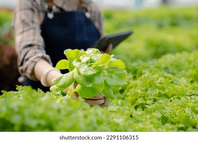 woman in the hydroponic vegetable farm grows wholesale hydroponic vegetables in restaurants and supermarkets, organic vegetables. new generations growing vegetables in hydroponics concept - Shutterstock ID 2291106315