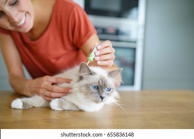 Woman Injecting Cat Product To Prevent From Fleas