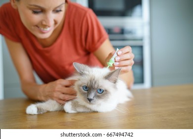 Woman Injecting Cat Product To Prevent From Fleas