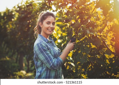 Woman Inspecting Grapes In Vineyard