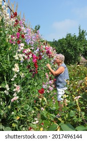 Woman Inspecting Her Beautiful, Tall Row Of Sweet Pea Flowers In The English Cottage Garden