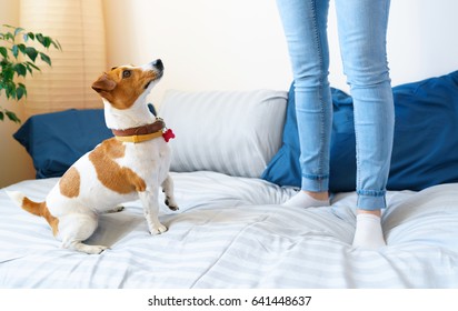 Woman Jumping On Bed Together With Dog Jack Russell Terrier