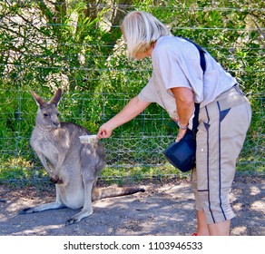 A Woman and a Kangaroo... Melbourne... Australia - Shutterstock ID 1103946533