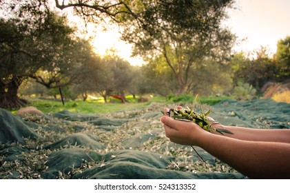Woman keeps some of the harvested fresh olives in a field in Crete, Greece for olive oil production, using green nets, at sunset.