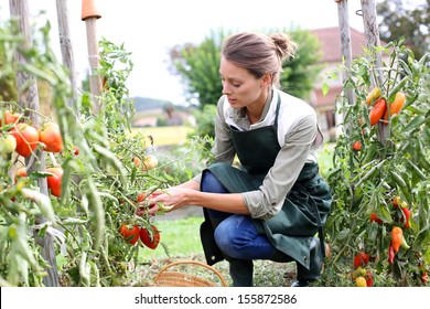 Woman In Kitchen Garden Picking Tomatoes