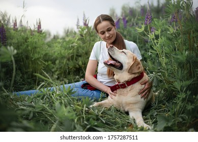 The Woman With Labrador Retriever Dog Sitting In Lupin Flowers Field In Tall Grass. The Dog Is Smiling.