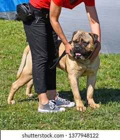 Woman With A Large Bull Mastiff Dog