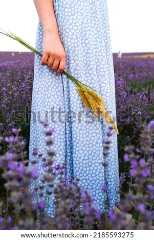 Similar – #A# Lavender morning 1