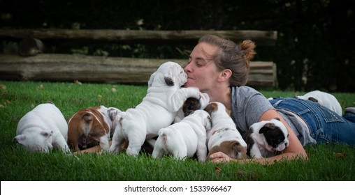 Woman Laying In The Grass Playing With A Litter Of Bulldog Puppies 