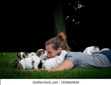 Woman Laying In The Grass Playing With A Litter Of English Bulldog Puppies