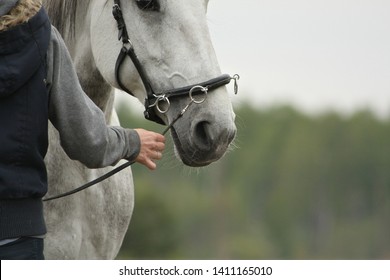 Woman leads a white spanish horse on cavesson bridle. Close up.  - Powered by Shutterstock