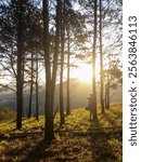 Woman leaning against a tree trunk enjoying the sunset