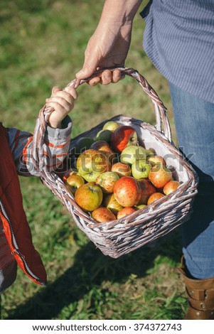 Similar – Closeup of woman putting apples in wicker basket while little girl looking