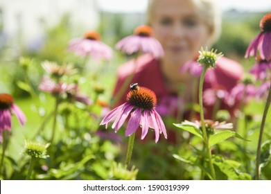 Woman looking at bee on flower Stock Photo