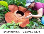 Woman looking at big Rafflesia keithii flower in the jungle of Borneo