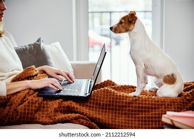 Woman Lying On Couch With Dog And Use Laptop For Working. Home Workplace, Remote Work