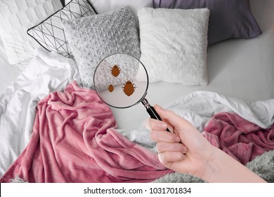 Woman with magnifying glass detecting bed bugs in bedroom - Shutterstock ID 1031701834