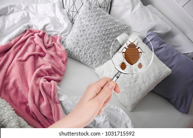 Woman with magnifying glass detecting bed bugs in bedroom - Shutterstock ID 1031715592
