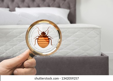 Woman With Magnifying Glass Detecting Bed Bugs On Mattress, Closeup