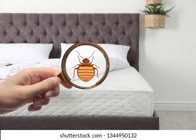 Woman With Magnifying Glass Detecting Bed Bugs On Mattress, Closeup