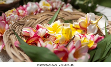 Woman making Hawaiian Lei and Hahu. Process of Handmade flower crown made from Hawaii flower Plumeria.