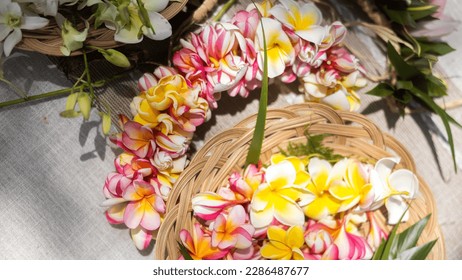 Woman making Hawaiian Lei and Hahu. Process of Handmade flower crown made from Hawaii flower Plumeria. - Powered by Shutterstock