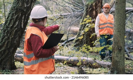 Woman And Man Environmentalists In Workwear And Helmets Document And Eliminate Effects Of Hurricane In Forest. There Are Wet, Fallen Trees All Around. Concept Of Damage To Nature From Natural Disaster