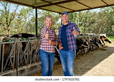 Woman And Man Farmers On Rural Farm With Dairy Cow.Son And Mom At Farm.