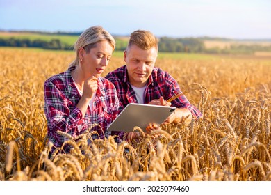 Woman And Man Farmers Using Digital Tablet In Wheat Field