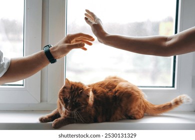 Woman and man hands touching each other above ginger cat lounging on the windowsill, enjoying a calm moment. - Powered by Shutterstock