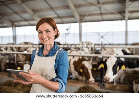 Similar – a milk cow in the pasture looks into the camera and eats a flower. organic pasture. in the background another cow. shallow depth of field. nice weather